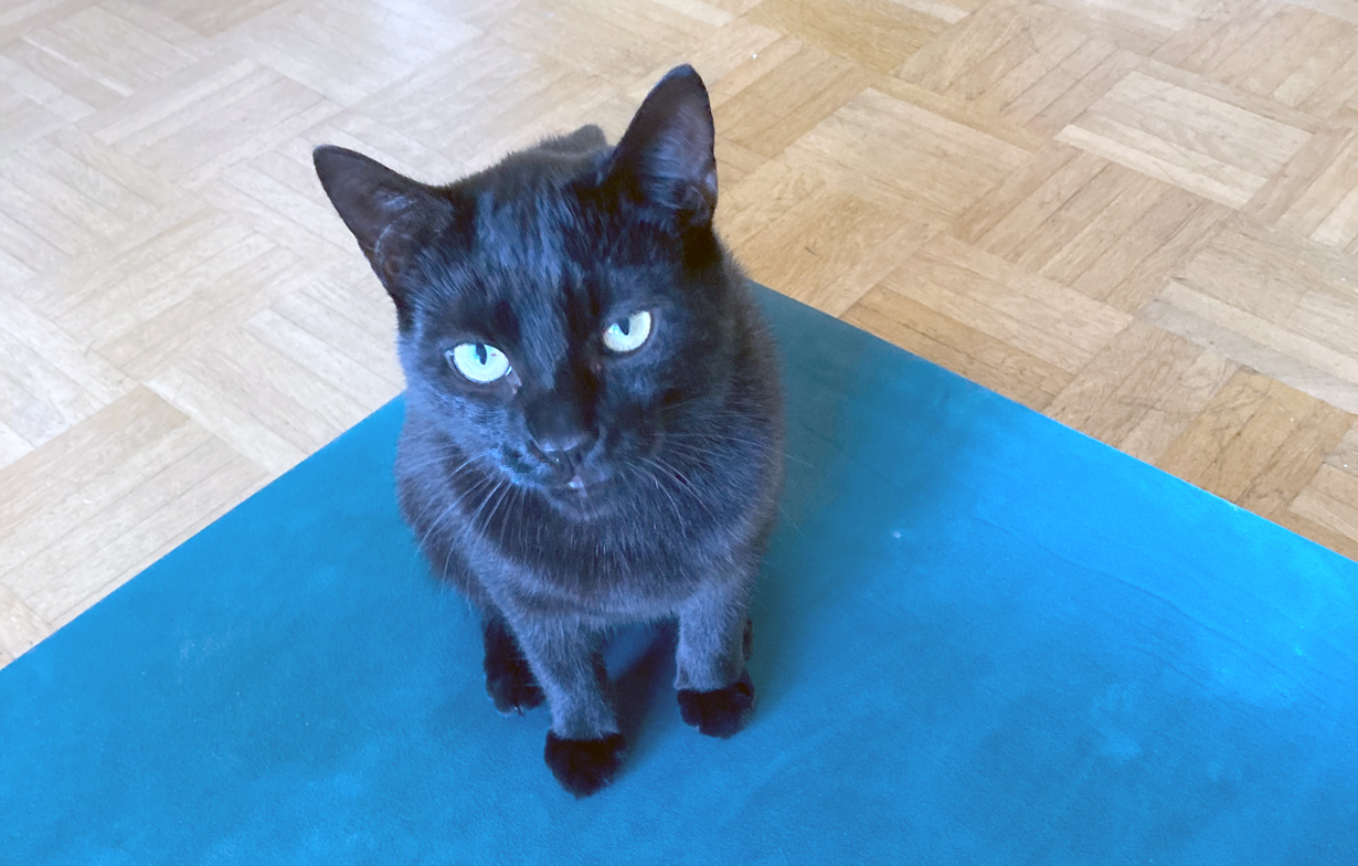 Loki auf der Yogamatte