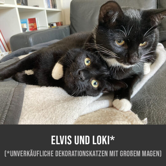 Elvis und Loki: Unverkäufliche Dekorationskatzen mit großem Magen