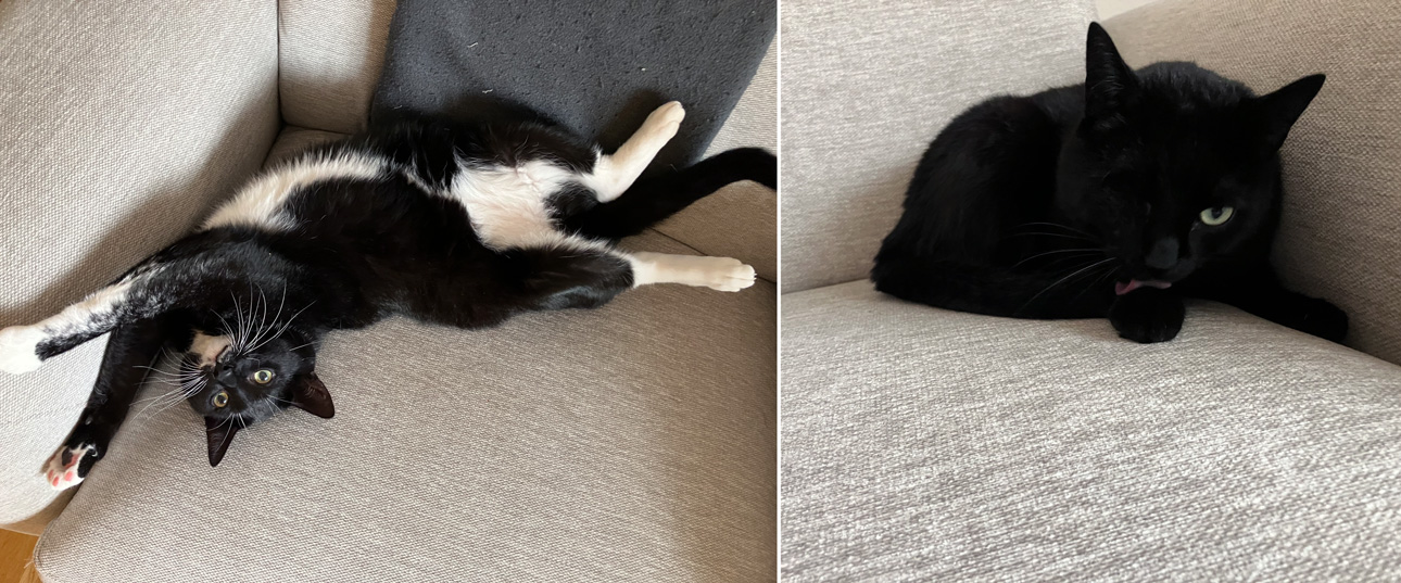 Zwei schwarze Kater auf einerm beigen Sofa.